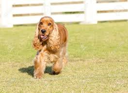 Una Pequena Hermosa Joven Cervatillo Perro Rojo Cocker Spaniel Ingles Camina En La Hierba Con Su Pelaje Recortado En Un Espectaculo De Corte De Aspecto Muy Agradable Y Hermoso Los Perros Cocker