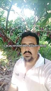 Qual As Artes Melhores Pra Fazer Enxertia Do Cacau
