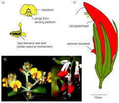 A small dish or container filled with talcum powder. Pollination Syndromes Bee Pollination Syndrome A Dillwynia Uncinata Download Scientific Diagram