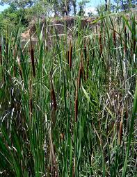 Image result for Typha capensis