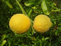Image result for Citrus trifoliata
