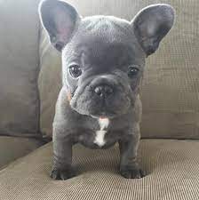 Maybe you would like to learn more about one of these? 17 Cute Pictures Of Puppies That You Need To See French Bulldog Puppies Bulldog Puppies French Bulldog Dog