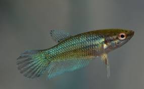 Can male betta fish have babies? Betta Fish Having Baby Vang Bettas