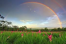 C'est ce que votre tribu et vous allez découvrir aujourd'hui ! Arc En Ciel Wikipedia