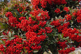 Image result for Pyracantha