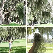 diy cleaning spanish moss spanish moss jungle gardens garden containers