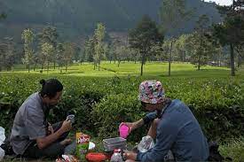 We did not find results for: Kebun Teh Tambi Harga Tiket Spot Foto Terbaru 2021