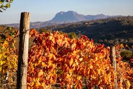 Vini della Campania: un tesoro inestimabile dalla grande varietà