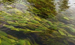 Image result for Potamogeton richardii