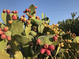 Visualizza altre idee su fichi, fiore di cactus, piante grasse. Fico D India Il Frutto Esotico Made In Italy Snap Italy
