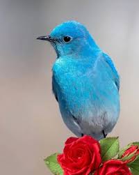 Hayrunnisa Adli Kullanicinin Kuslar Panosundaki Pin Kus