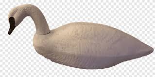Goose Duck Beak Animal بطة جيمي بركة الحيوانات الطيور Png