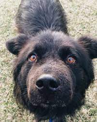The Lowdown On The Lab Chow Mix What You Need To Know K9 Web