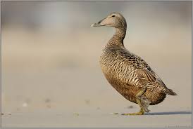 Eider (duck of genus somateria), somateria mollissima. Den Strand Entlang Eiderente Somateria Mollissima