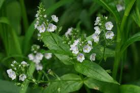 Image result for Veronica abyssinica