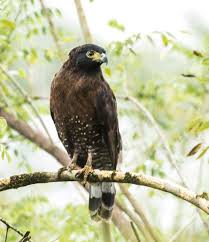 Birds Of Prey Wikipedia Indonesia Oriental Bird Club Image Database Sulawesi Serpent Eagle Spilornis Rufipectus Eagle Birds Of Prey Bird Species