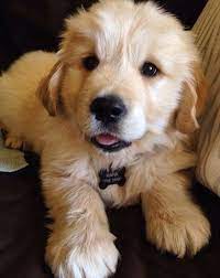 Heart Golden Retriever Puppy Heart Tap The Pin For The Most Adorable Pawtastic Fur Baby Apparel You Ll L Dogs Golden Retriever Cute Dogs Retriever Puppy