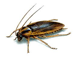 The german cockroach (blattella germanica ) is one of the most when beginning your german roach control program, sanitation is one of the first things to consider. How To Identify German Cockroaches Get Rid Of Cockroaches Orkin