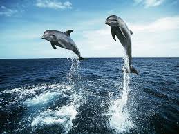 Y taking this history quiz questions and answers challenge, you can also be able to outrun your friends, competitors, and peers. What Is A Group Of Dolphins Called Trivia Questions Quizzclub