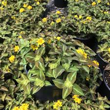 Image result for Lysimachia
