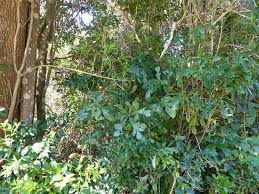 Image result for Cussonia arenicola