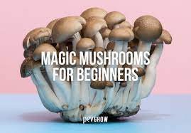 Magic slide puzzle mushrooms 2. Magic Mushrooms Guide For Beginners