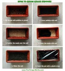 Allow the grass to grow for about a week and position it for the feline. Diy Cat Grass How To Grow Grass Indoors Cat Grass Cat Diy Diy Cat Grass