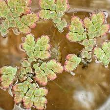 Image result for Azolla filiculoides