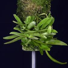 Image result for Angraecopsis parviflora