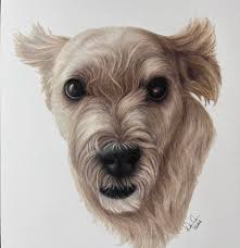 A recent dog drawing I've done in colour pencils ✏️ I LOVE drawings  animals. Hope you like it 🥰