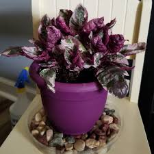 This video will teach you how to propagate aglaonema snow white using stem cuttings using a pot of soil and tap water. Hemigraphis Alternata Snow White Snow White Waffle Plant In Gardentags Plant Encyclopedia