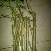 Cara mengolah daun kelor yang tepat. Https Encrypted Tbn0 Gstatic Com Images Q Tbn And9gcq8m6 10ll04pxyad0blrkac5ibjmokdf1kg2y4okyjlmsdsmmf Usqp Cau