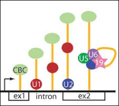 Maybe you would like to learn more about one of these? Baustellenverkehr In Der Zelle Der Aufbau Des Spleissosoms Innovations Report