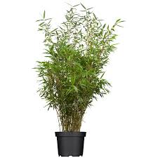 Welche bambusse eignen sich für die kübelhaltung ? Bambus Pflanze Kaufen Bei Obi