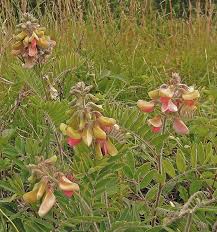 Image result for Tephrosia lurida