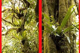 Image result for Neocussonia umbellifera