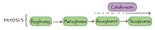 Cytokinesis is essential for increasing cell numbers and cell diversity during development (balasubramanian et al. 3 The Four Main Steps Of The Mitosis The Cytokinesis Which Is The Nal Download Scientific Diagram