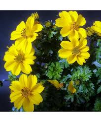 Image result for foto Dvouzubec