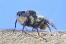 Local treatment of human botfly myiasis in belize. Botfly Facts And Tips For Removal