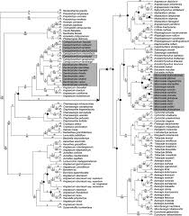 Image result for Diaphananthe sarcophylla