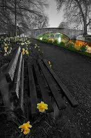 Black And White With One Color Drawing Pin By Liz Dinis On Photography Color Splash Photo Color Splash Color Photography