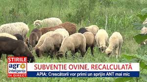 Agentia de plati si interventie pentru agricultura (apia) a platit in data de 27 noiembrie prima transa pentru platile nationale directe complementare (pndc) in sectorul zootehnic, specia ovine/caprine, in. Apia SubvenÈ›ii Mai Mici Pentru Ovine Youtube