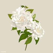 Beautiful Gardenia Flowering Plant Illustration Free Image By Rawpixel Com Adj Plant Illustration White Gardenia Gardenia