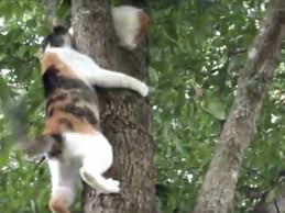 Maybe you would like to learn more about one of these? Une Chatte Aide Son Chaton A Descendre D Un Arbre Video