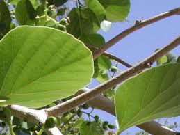 Image result for Cordia pilosissima