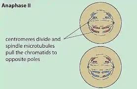 The diagram shows data on the evolution of horses.the data in the diagram is evidence that — f a new species of horse suddenly appeared g horses slowly developed over time h horses have similar stages of rapid embryological development j horses have a common ancestry with other hooved animals Meiosis Stages Phases Of Meiosis 1 And 2 With Diagrams Jotscroll