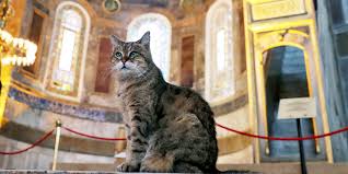 Ayasofya Nin Kedisi Gli Nin Yalnizligi Sona Eriyor