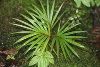 Image result for Acanthophoenix rubra