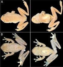 Image result for Hyloscirtus criptico