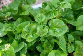 Setidaknya ada 10 manfaat yang bisa kita nikmati dari mengonsumsi bayam. Khasiat Dan Kebaikan Bayam Brazil